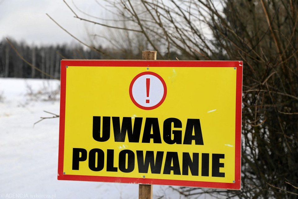 Informacja o planach polowań zbiorowych na sezon 2025/2026.